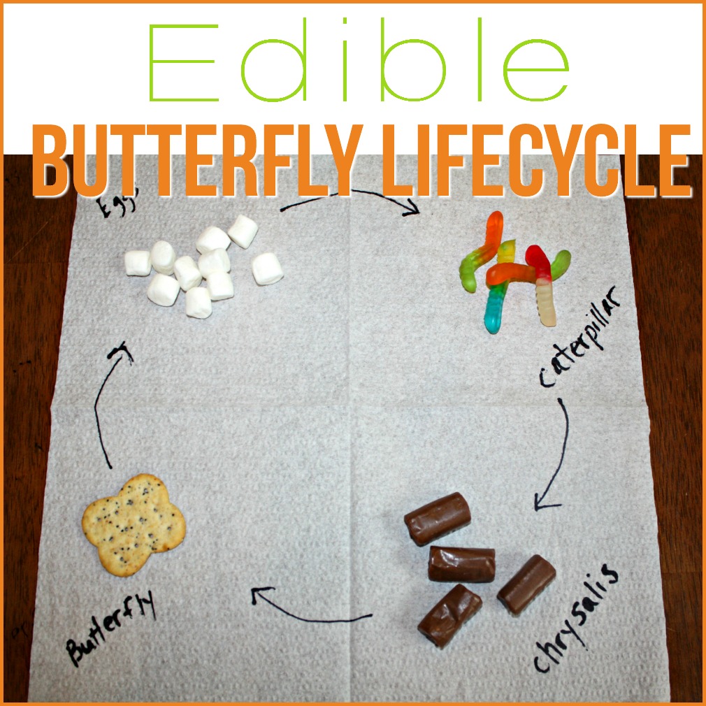 Edible Butterfly Life Cycle - My Joy-Filled Life